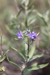 Caryopteris mongholica