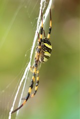 Argiope aetherea