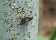 Sphinctotropis paviei