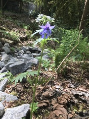 Delphinium trolliifolium