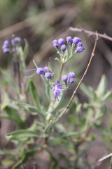 Caryopteris mongholica