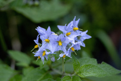 Solanum