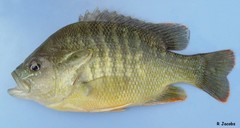 Lepomis auritus × cyanellus