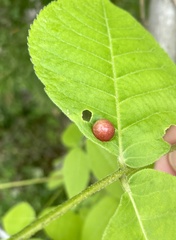 Phylloxera caryaeglobuli