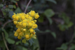 Calceolaria flexuosa