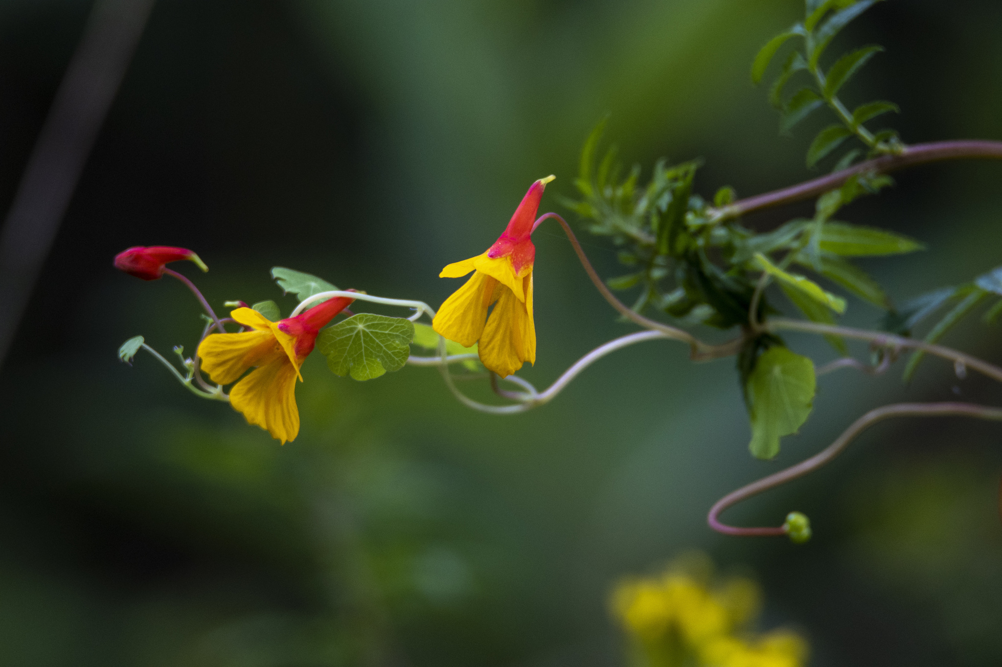 Tropaeolum tuberosum