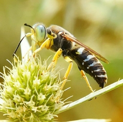 Bembix sinuata