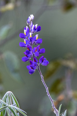 Lupinus