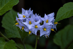 Solanum