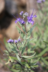 Caryopteris mongholica