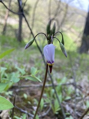 Primula meadia