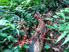 Erythrorchis altissima