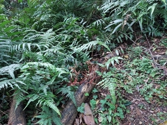 Erythrorchis altissima