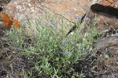 Caryopteris mongholica