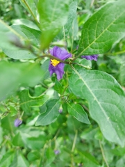 Lycianthes lycioides