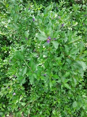 Lycianthes lycioides