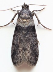 Meroptera pravella
