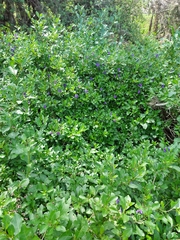 Lycianthes lycioides