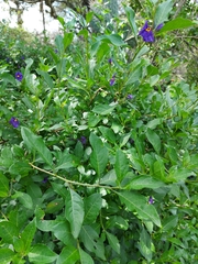 Lycianthes lycioides