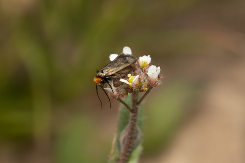 Cauchas rufifrontella