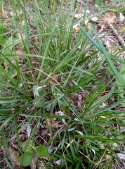 Sesleria uliginosa, photograph Martin Jung, CC BY, iNaturalist via GBIF