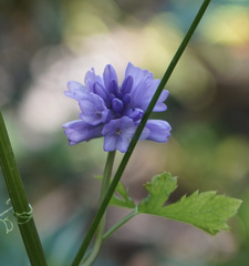 Dichelostemma congestum