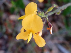 Chapmannia floridana