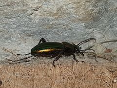 Carabus lineatus