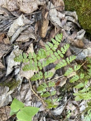 Woodsia obtusa