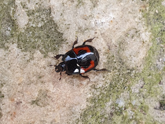 Hister quadrimaculatus