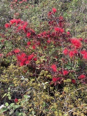 Calliandra tergemina