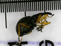 Protapion nigritarse