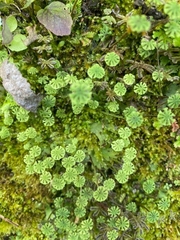 Marchantia emarginata