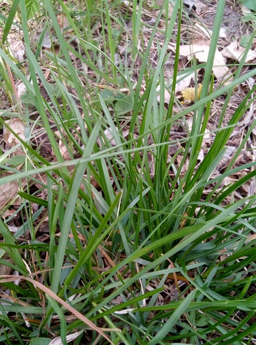 Sesleria uliginosa, photograph 5