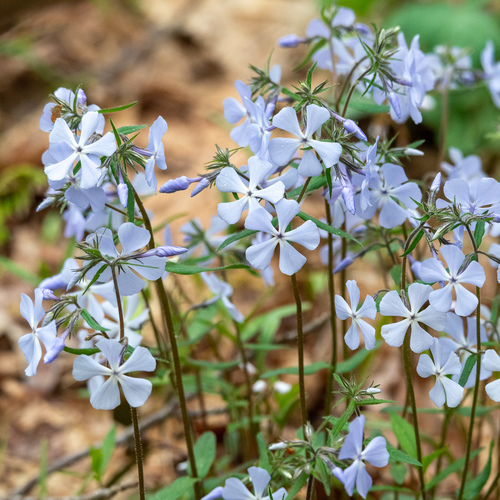 Phlox divaricata