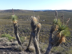 Yucca rostrata