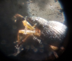 Protapion nigritarse