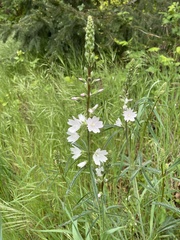 Sidalcea campestris