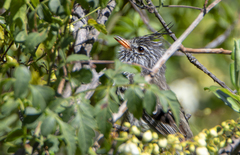 Anairetes flavirostris