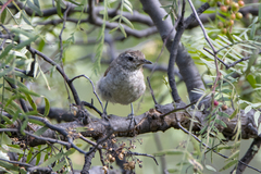 Asthenes dorbignyi usheri