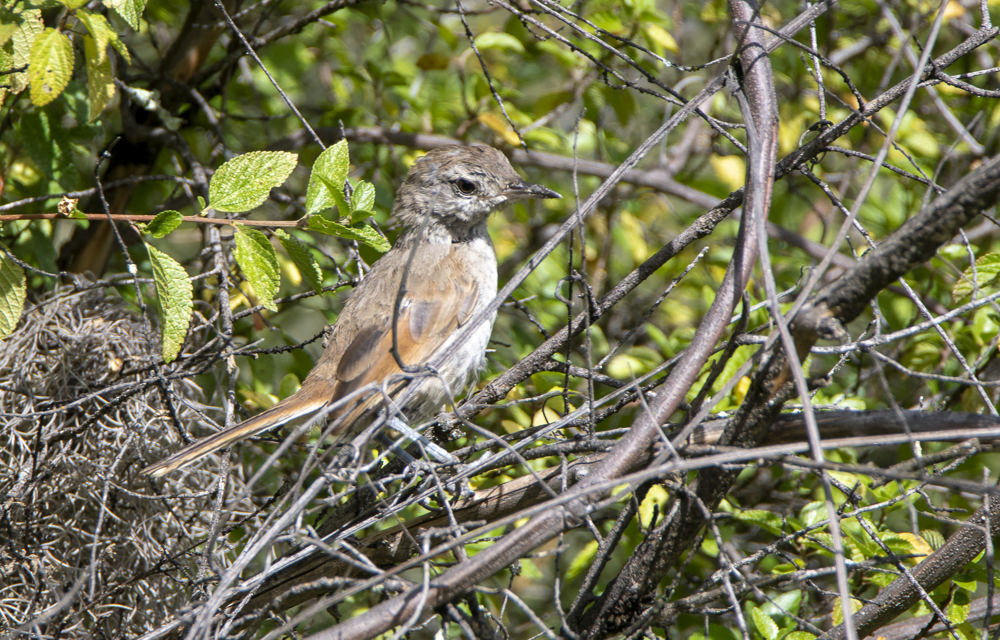 Pale-tailed Canastero (Asthenes huancavelicae), photo 10