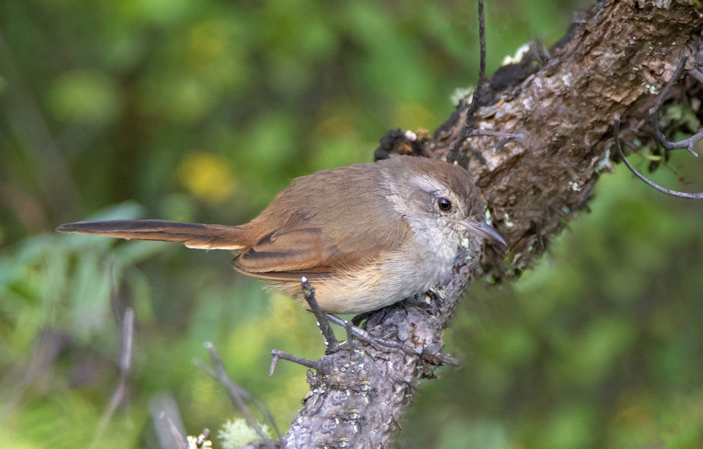 Pale-tailed Canastero photo