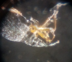 Protapion nigritarse