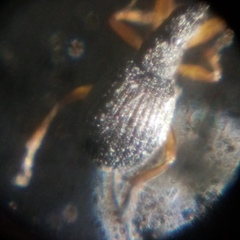 Protapion nigritarse