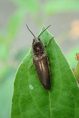 Agriotes fuscicollis