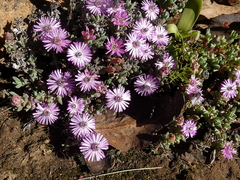 Antimima dasyphylla