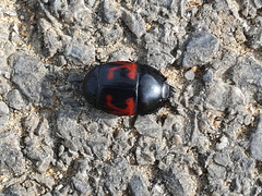 Hister quadrimaculatus