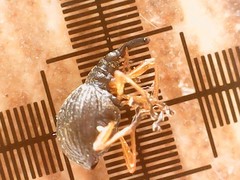 Protapion nigritarse