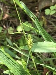 Carex microdonta