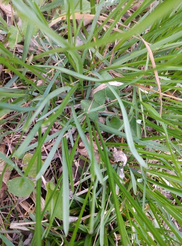 Sesleria uliginosa, photograph 6